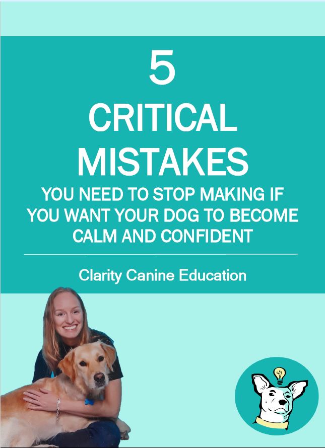 5 critical mistakes you need to stop making if you want your dog to become calm and confident