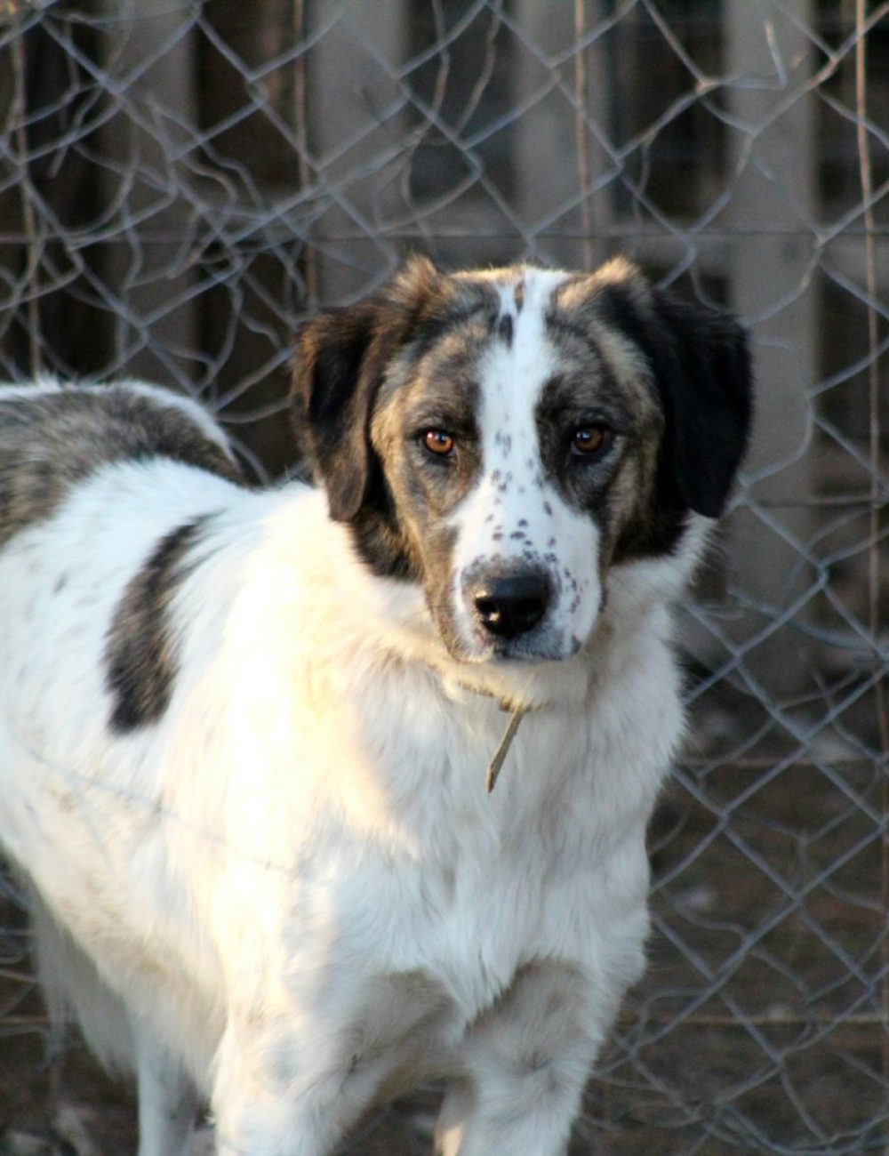 white and brown short coated dog standing on brown field during daytime