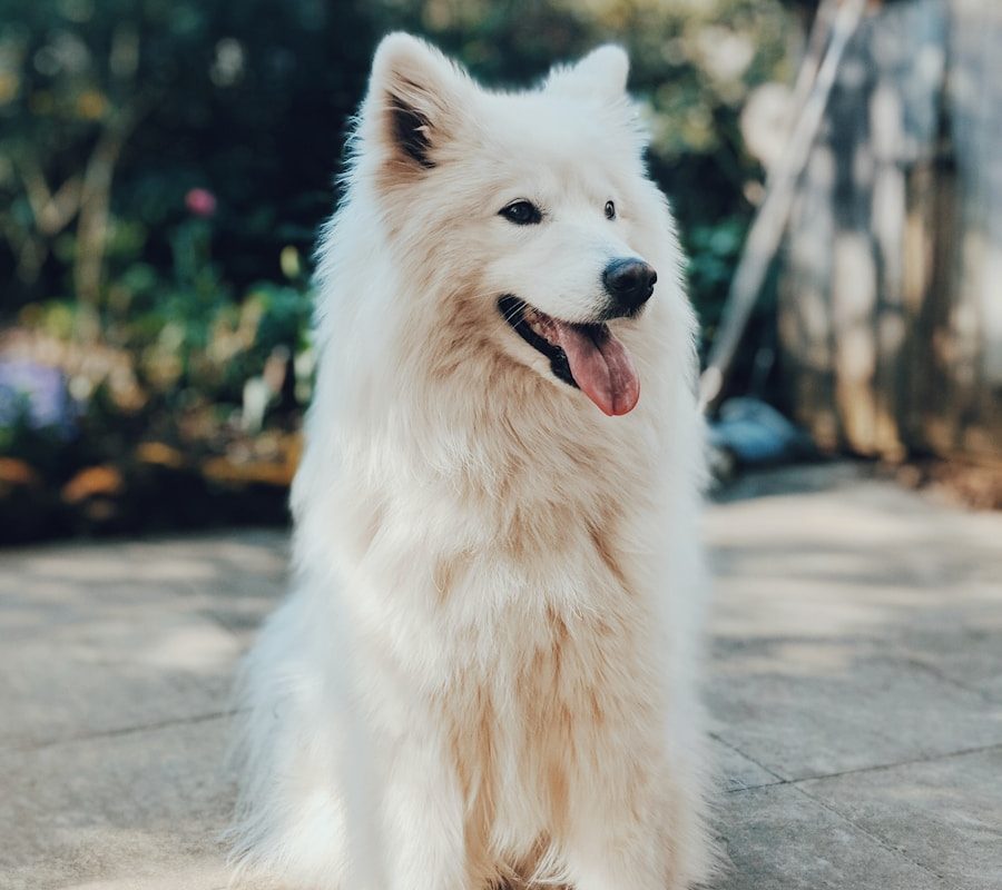 long-coated white dog